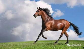 日本古代的马,铁骑风云的传奇见证